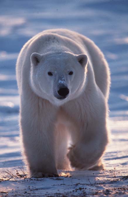 soirée avec animation ours