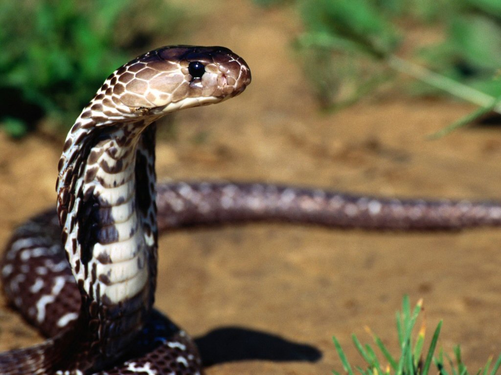 serpent et charmeur