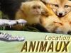 animaux pour spectacle